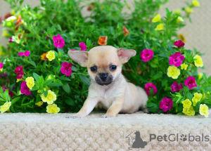 Zusätzliche Fotos: Chihuahua Mädchen