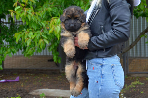 Foto №2 zu Ankündigung № 6695 zu verkaufen deutscher schäferhund - einkaufen Ukraine züchter