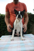 Foto №4. Ich werde verkaufen boston terrier in der Stadt Belgrad. züchter - preis - verhandelt