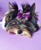 Foto №3. Biewer Terrier Welpe zu verkaufen, Mädchen, kleine Prinzessin. FCI-Stammbaum.. Georgien