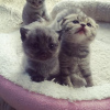 Foto №3. Scottish Fold E-Mail kittensadoption7@gmail.com. Großbritannien