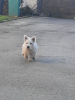 Foto №4. Ich werde verkaufen west highland white terrier in der Stadt Ruma.  - preis - verhandelt