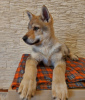 Foto №2 zu Ankündigung № 37343 zu verkaufen tschechoslowakischer wolfhund - einkaufen Weißrussland vom kindergarten, züchter