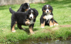 Foto №3. Süße Berner Sennenwelpen zur kostenlosen Adoption. Deutschland