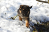 Foto №2 zu Ankündigung № 9646 zu verkaufen deutscher schäferhund - einkaufen Russische Föderation züchter