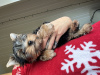 Foto №2 zu Ankündigung № 109993 zu verkaufen yorkshire terrier - einkaufen Weißrussland quotient 	ankündigung