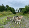 Foto №1. alaskan malamute - zum Verkauf in der Stadt Delmenhorst | 230€ | Ankündigung № 123162