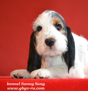 Zusätzliche Fotos: Griffon Greater Vendian Basset Puppies