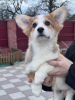 Foto №3. Pembroke-Waliser-Corgi-Welpen. Deutschland