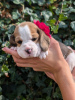 Foto №2 zu Ankündigung № 115043 zu verkaufen beagle - einkaufen USA quotient 	ankündigung