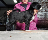 Foto №2 zu Ankündigung № 92837 zu verkaufen tibet-terrier - einkaufen Weißrussland vom kindergarten
