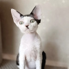 Foto №2 zu Ankündigung № 55583 zu verkaufen devon rex - einkaufen USA 