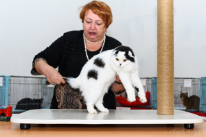 Foto №3. Katzen pflegen in Russische Föderation