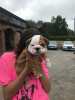 Foto №1. englische bulldogge - zum Verkauf in der Stadt Амстердам | 400€ | Ankündigung № 124597