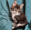 Foto №1. maine-coon-katze - zum Verkauf in der Stadt Niederbipp | 400€ | Ankündigung № 116875