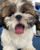 Foto №1. shih tzu - zum Verkauf in der Stadt Warschau | 440€ | Ankündigung № 101127