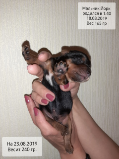 Foto №2 zu Ankündigung № 3639 zu verkaufen yorkshire terrier - einkaufen Russische Föderation vom kindergarten