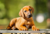 Foto №2 zu Ankündigung № 72846 zu verkaufen rhodesian ridgeback - einkaufen Weißrussland quotient 	ankündigung