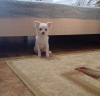 Zusätzliche Fotos: Chihuahua-Welpe (Junge)