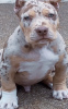 Foto №3. AMERICAN BULLY XL WELPEN. Deutschland