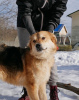 Foto №2 zu Ankündigung № 59928 zu verkaufen mischlingshund - einkaufen Russische Föderation quotient 	ankündigung