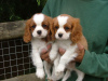 Foto №3. Cavalier King Charles Welpen zu verkaufen. Deutschland