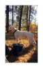 Zusätzliche Fotos: reinrassige Welpen Pit Bull Terrier (Stafford)