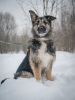Foto №2 zu Ankündigung № 97008 zu verkaufen mischlingshund - einkaufen Russische Föderation aus dem tierheim