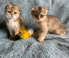 Foto №3. männliche und weibliche Scottish Fold-Kätzchen. Großbritannien