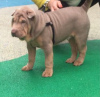 Foto №4. Ich werde verkaufen shar-pei in der Stadt St. Petersburg. quotient 	ankündigung - preis - 700€