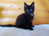 Zusätzliche Fotos: Schwarzes Maine Coon Kätzchen mit weißem Medaillon