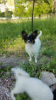 Foto №3. Papillon-Welpe. FCI. Kanada