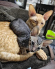 Foto №2 zu Ankündigung № 123672 zu verkaufen cornish rex - einkaufen Deutschland quotient 	ankündigung