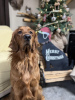 Foto №2 zu Ankündigung № 56606 zu verkaufen golden retriever - einkaufen Deutschland quotient 	ankündigung