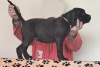 Foto №2 zu Ankündigung № 125364 zu verkaufen cane corso italiano - einkaufen Serbien 