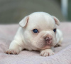 Foto №2 zu Ankündigung № 43275 zu verkaufen französische bulldogge - einkaufen Saudi-Arabien züchter