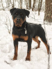 Foto №2 zu Ankündigung № 127752 zu verkaufen rottweiler - einkaufen Russische Föderation quotient 	ankündigung