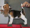 Foto №4. Ich werde verkaufen beagle in der Stadt Leipzig. quotient 	ankündigung - preis - 360€