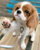 Foto №2 zu Ankündigung № 113000 zu verkaufen cavalier king charles spaniel - einkaufen Finnland quotient 	ankündigung, züchter