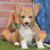 Foto №2 zu Ankündigung № 115182 zu verkaufen welsh corgi - einkaufen Deutschland aus dem tierheim, züchter