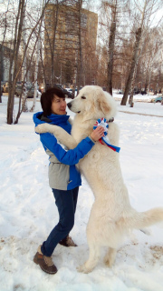 Foto №4. Ich werde verkaufen chien de montagne des pyrénées in der Stadt Perm. züchter - preis - verhandelt