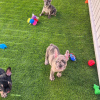 Foto №3. Wunderschöne Französische Bulldogge Welpen mit Stammbaum. Deutschland