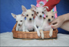 Foto №1. mischlingshund - zum Verkauf in der Stadt Vladimir | verhandelt | Ankündigung № 9403