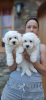 Foto №3. Curly Bichon Welpen, wunderschöne Welpen. Serbien