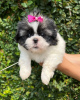 Foto №3. Schöne männliche und weibliche KC-registrierte Shih Tzu-Welpen. Polen