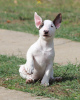 Foto №4. Ich werde verkaufen bullterrier in der Stadt Belgrad. züchter - preis - verhandelt