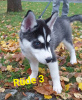 Foto №4. Ich werde verkaufen siberian husky in der Stadt Würzburg.  - preis - 1000€