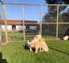 Foto №2 zu Ankündigung № 115950 zu verkaufen golden retriever - einkaufen Deutschland quotient 	ankündigung