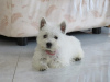 Foto №2 zu Ankündigung № 84888 zu verkaufen west highland white terrier - einkaufen Serbien züchter