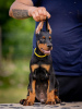 Foto №2 zu Ankündigung № 106872 zu verkaufen dobermann - einkaufen Serbien züchter